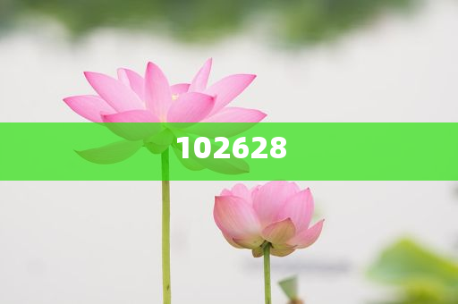 特朗普一夜暴赚250亿美元，美国总统“发币”，你见过吗？精英版挑战版复刻版_精英版4545，特朗普发币一夜暴富250亿，揭秘美国总统的加密货币奇遇，特朗普加密货币一夜暴富250亿，美国总统的加密奇遇揭秘