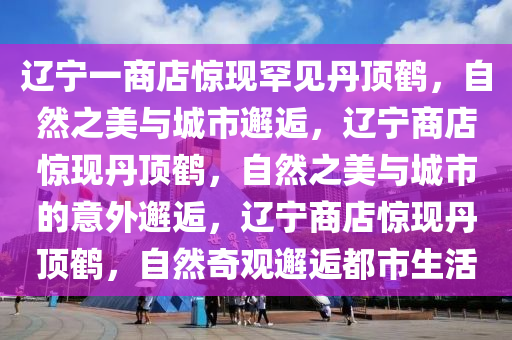 辽宁一商店惊现罕见丹顶鹤，自然之美与城市邂逅，辽宁商店惊现丹顶鹤，自然之美与城市的意外邂逅，辽宁商店惊现丹顶鹤，自然奇观邂逅都市生活