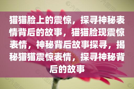 猫猫脸上的震惊，探寻神秘表情背后的故事，猫猫脸现震惊表情，神秘背后故事探寻，揭秘猫猫震惊表情，探寻神秘背后的故事