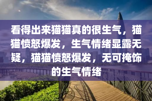 看得出来猫猫真的很生气，猫猫愤怒爆发，生气情绪显露无疑，猫猫愤怒爆发，无可掩饰的生气情绪