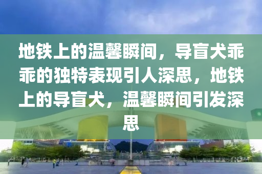 地铁上的温馨瞬间，导盲犬乖乖的独特表现引人深思，地铁上的导盲犬，温馨瞬间引发深思