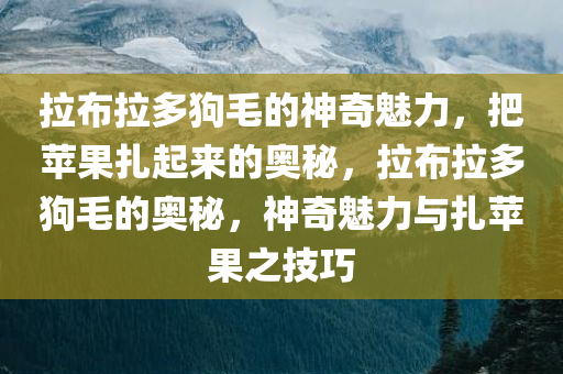 拉布拉多狗毛的神奇魅力，把苹果扎起来的奥秘，拉布拉多狗毛的奥秘，神奇魅力与扎苹果之技巧