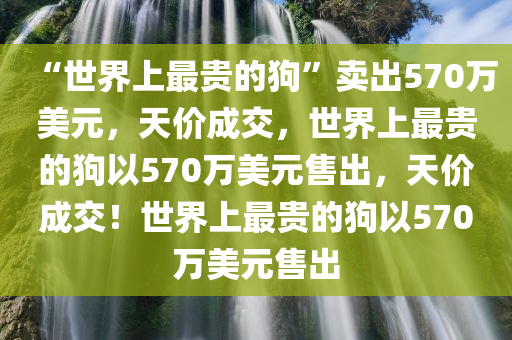 “世界上最贵的狗”卖出570万美元，天价成交，世界上最贵的狗以570万美元售出，天价成交！世界上最贵的狗以570万美元售出