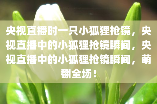 央视直播时一只小狐狸抢镜，央视直播中的小狐狸抢镜瞬间，央视直播中的小狐狸抢镜瞬间，萌翻全场！