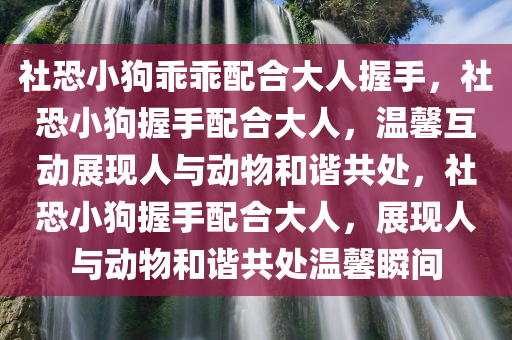 社恐小狗乖乖配合大人握手，社恐小狗握手配合大人，温馨互动展现人与动物和谐共处，社恐小狗握手配合大人，展现人与动物和谐共处温馨瞬间