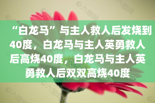 “白龙马”与主人救人后发烧到40度，白龙马与主人英勇救人后高烧40度，白龙马与主人英勇救人后双双高烧40度