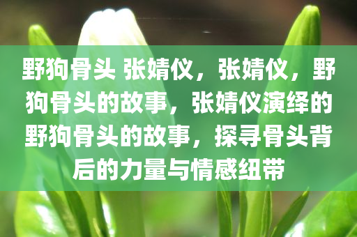 野狗骨头 张婧仪，张婧仪，野狗骨头的故事，张婧仪演绎的野狗骨头的故事，探寻骨头背后的力量与情感纽带