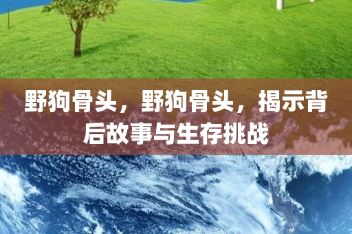 野狗骨头，野狗骨头，揭示背后故事与生存挑战