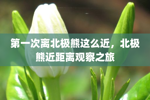 第一次离北极熊这么近，北极熊近距离观察之旅