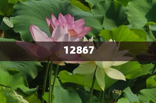 互联必考储降,精英版挑战版复刻版_精英版4545