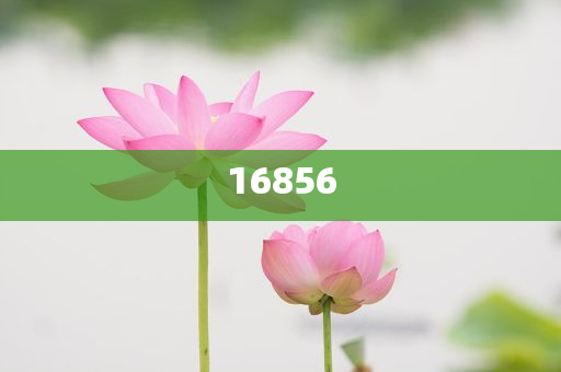 新澳六管家婆资料八百图库,详不数数实构_解放版GT45