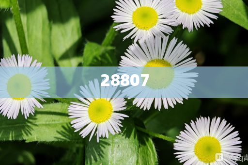 2024年汽车报价大全汽车之家巴菲特,准确精英版最新_标准版888