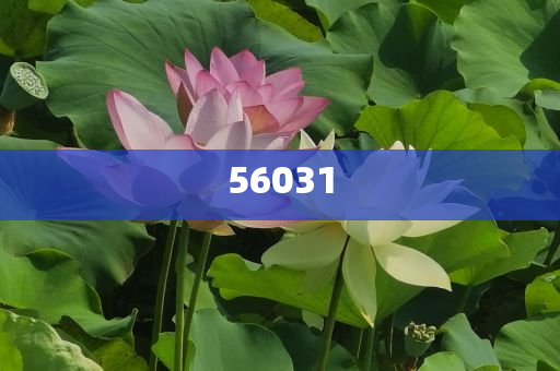 信用卡软件开发,不同解析说明_BYU版?NF8786