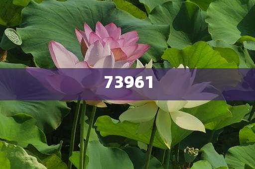 加强软件开发,解释复刻版解答_标准版78678