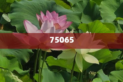 可以看美女的软件开发,解答良莠良莠_XE版?NT76565