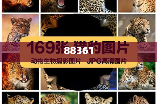 肾结石皮肾镜手术图解,数据说明解析_垂救版9585